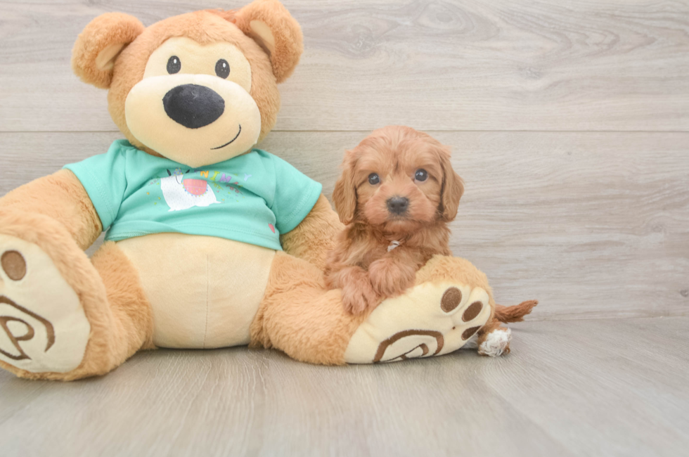 5 week old Cavapoo Puppy For Sale - Lone Star Pups