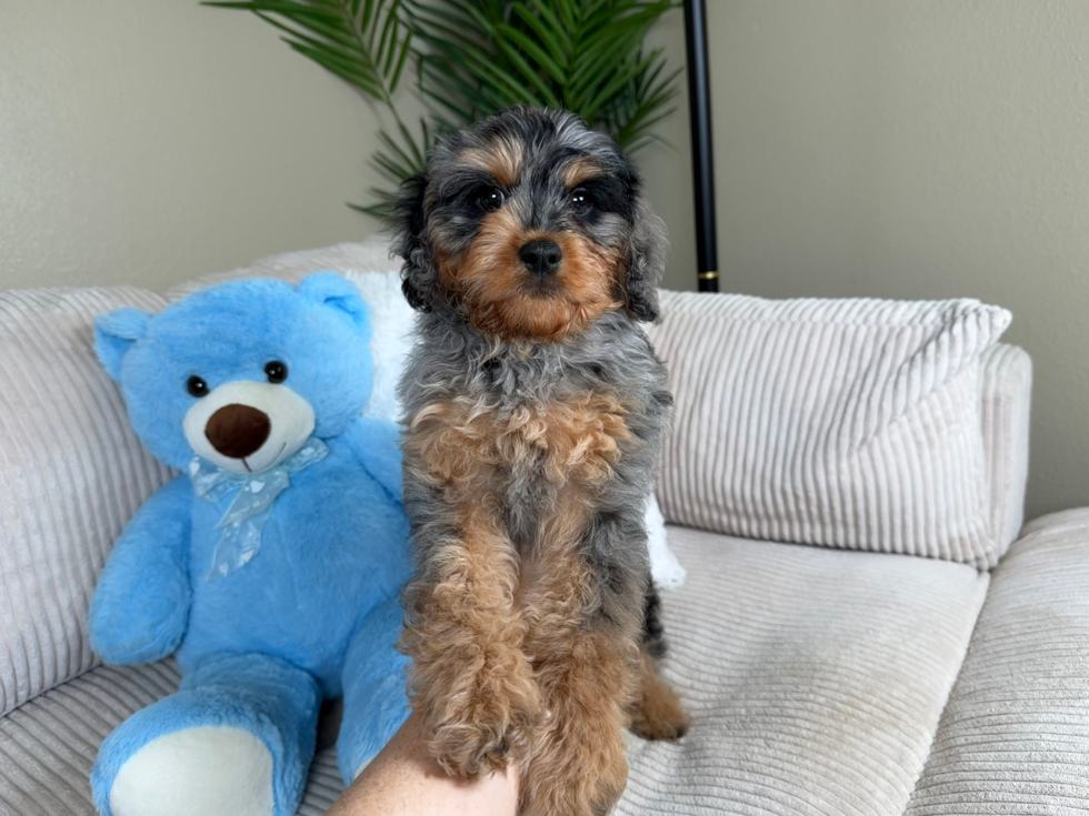 Cute Cavapoo Poodle Mix Pup