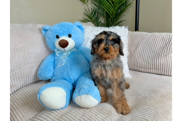 Cavapoo Pup Being Cute