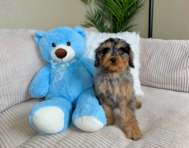 9 week old Cavapoo Puppy For Sale - Lone Star Pups