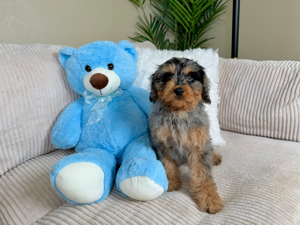 Cavapoo Pup Being Cute