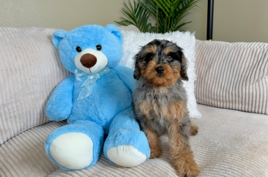 Cavapoo Pup Being Cute