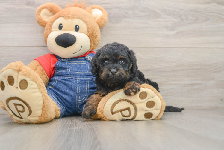 Cavapoo Puppy for Adoption