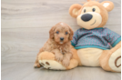 Cavapoo Puppy for Adoption