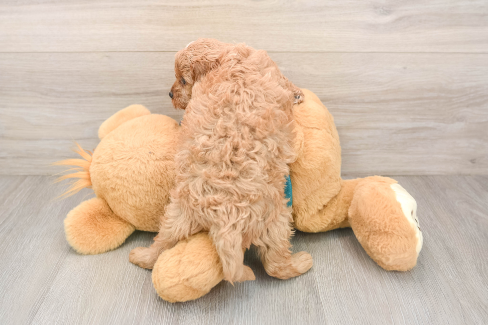 Cavapoo Puppy for Adoption