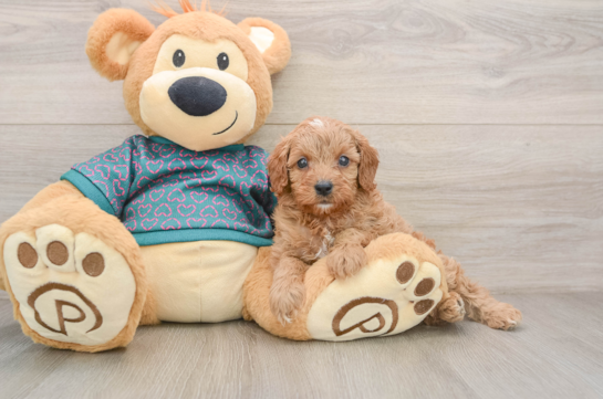 Cavapoo Puppy for Adoption