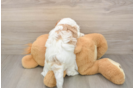 Smart Cavapoo Poodle Mix Pup
