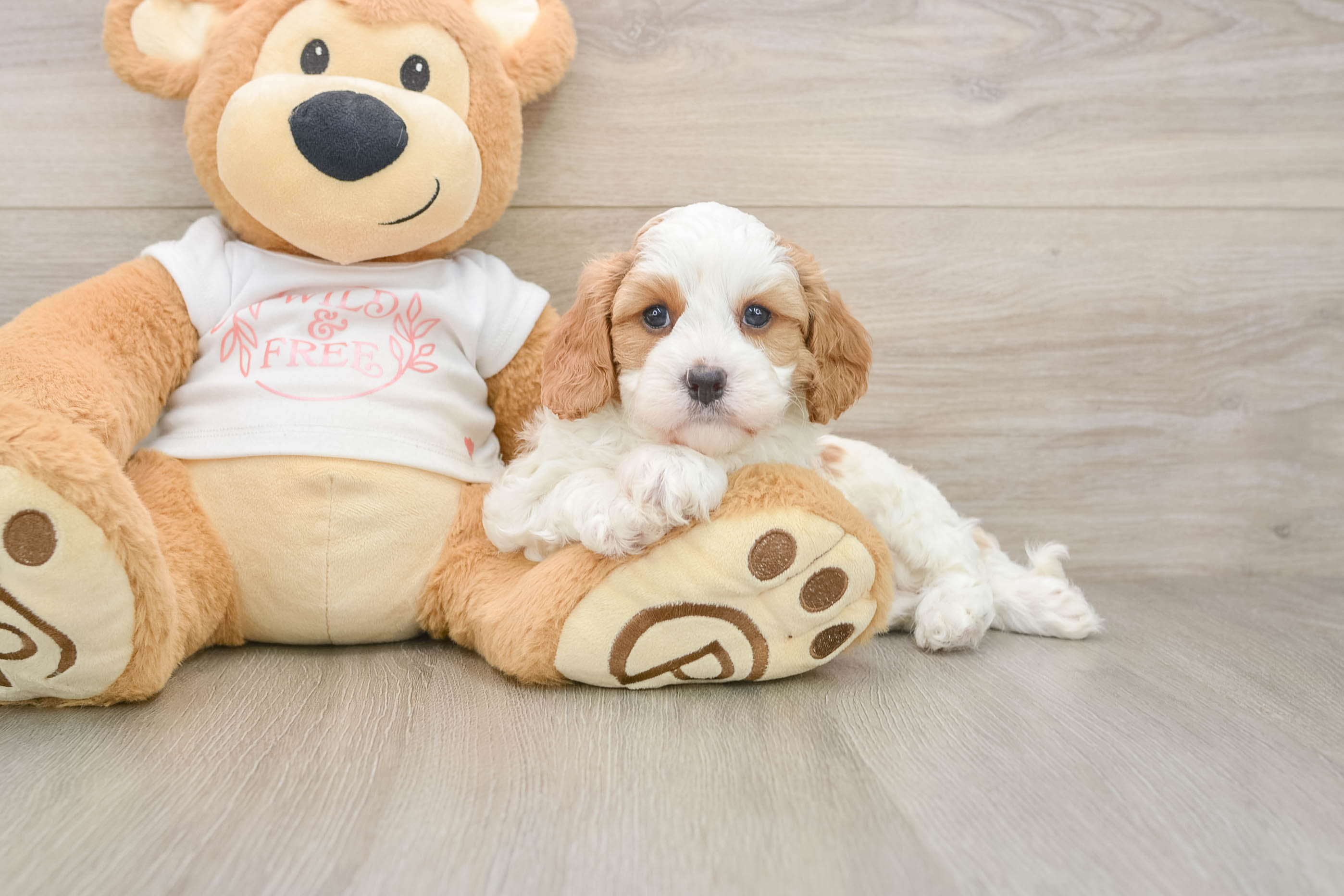Funny Cavapoo Poodle Mix Pup