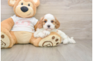 Funny Cavapoo Poodle Mix Pup