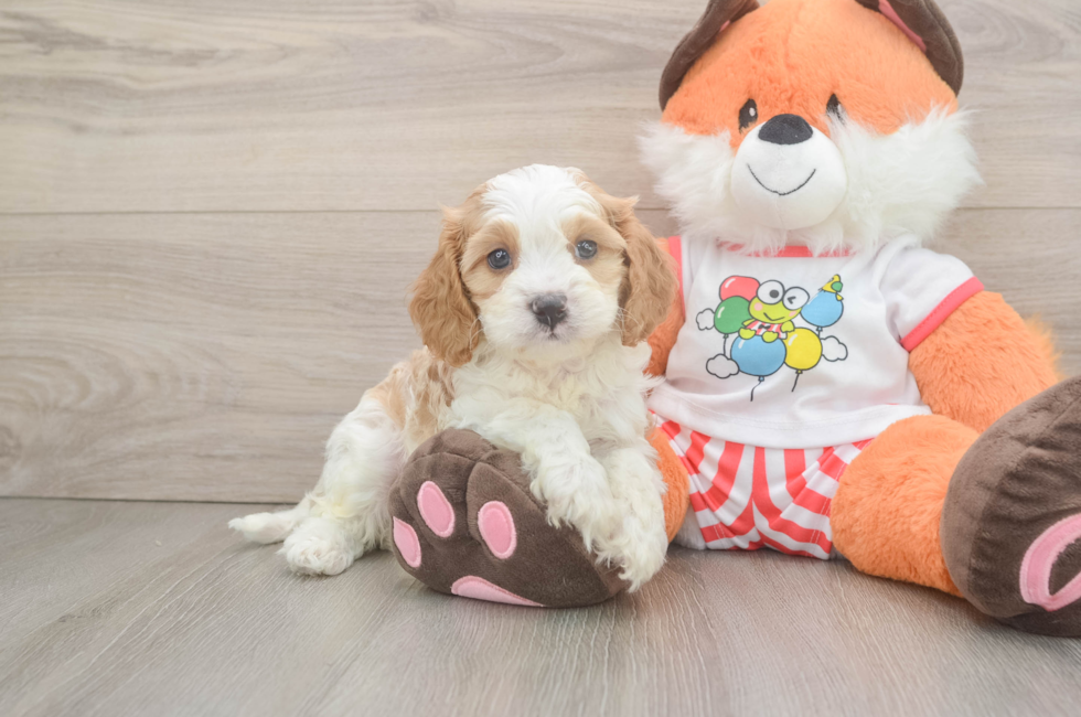 5 week old Cavapoo Puppy For Sale - Lone Star Pups