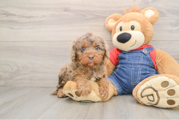 Best Cavapoo Baby