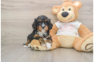 Friendly Cavapoo Baby