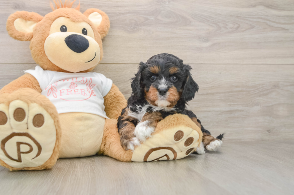 Cavapoo Puppy for Adoption