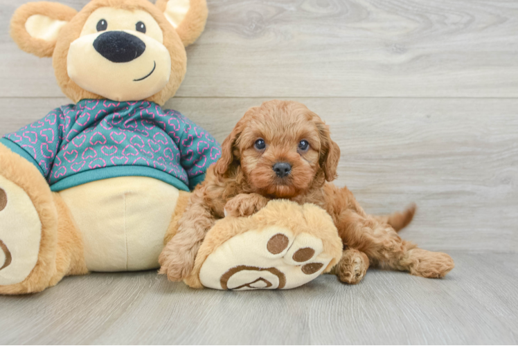 Small Cavapoo Baby