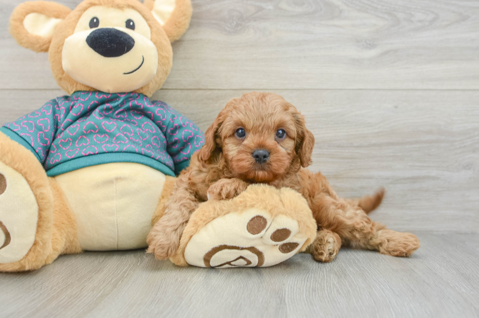 7 week old Cavapoo Puppy For Sale - Lone Star Pups