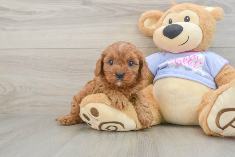Cavapoo Pup Being Cute
