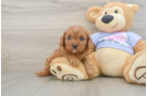 Cavapoo Pup Being Cute