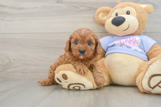 Cavapoo Pup Being Cute