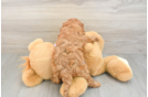Hypoallergenic Cavadoodle Poodle Mix Puppy