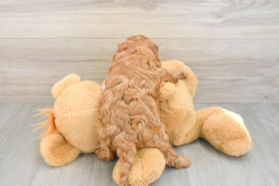 Hypoallergenic Cavadoodle Poodle Mix Puppy