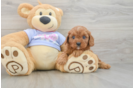 Energetic Cavoodle Poodle Mix Puppy