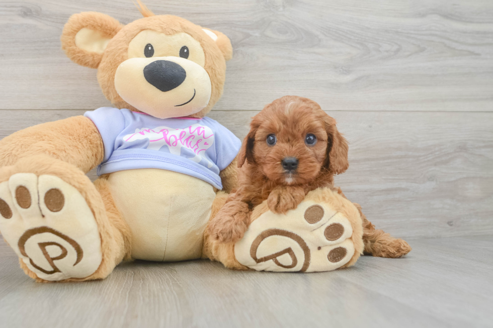 Energetic Cavoodle Poodle Mix Puppy