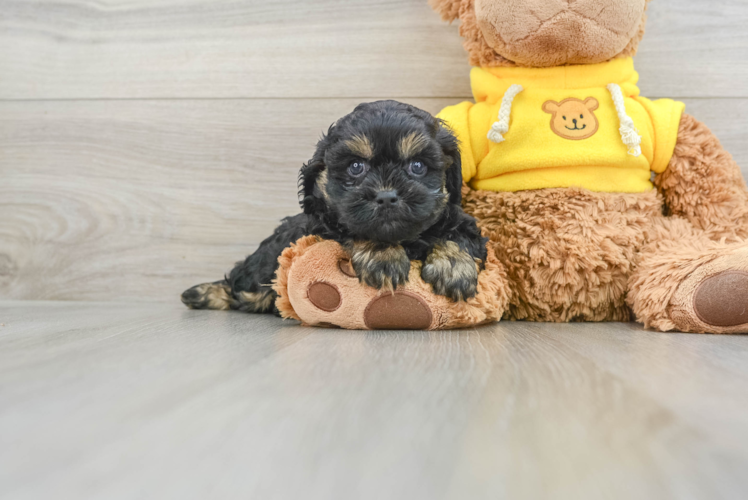 Funny Cavapoo Poodle Mix Pup