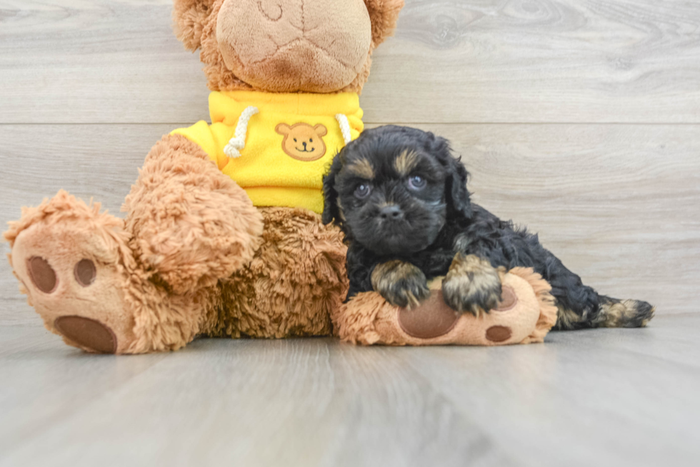 Cavapoo Puppy for Adoption