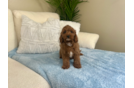 Best Cavapoo Baby