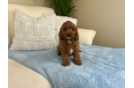 Cavapoo Puppy for Adoption