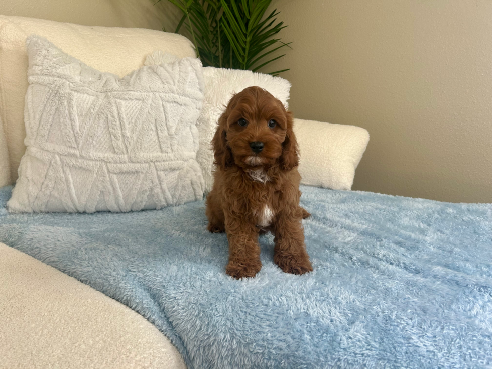 Cavapoo Puppy for Adoption