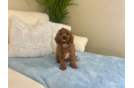 Cute Cavoodle Poodle Mix Puppy