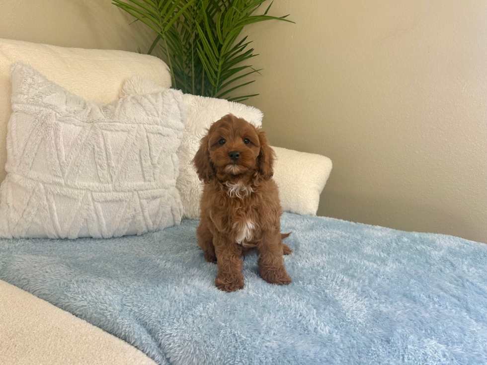 Cute Cavoodle Poodle Mix Puppy