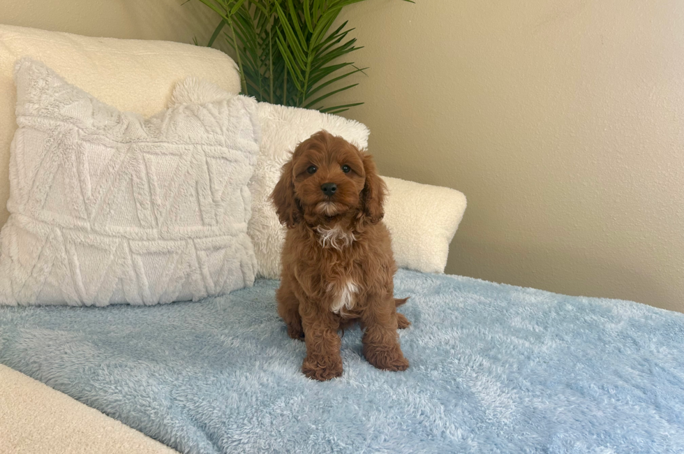 10 week old Cavapoo Puppy For Sale - Lone Star Pups