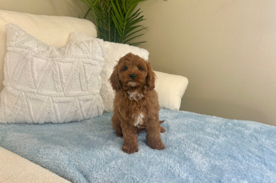 Cute Cavalier King Charles Spaniel and Poodle Mix Poodle Mix Puppy