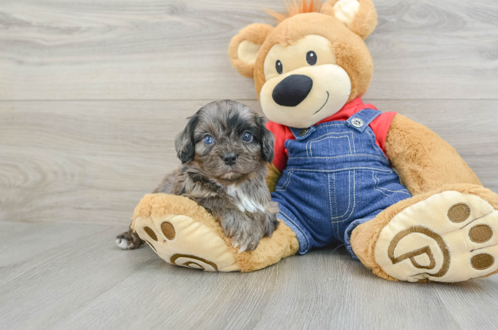 5 week old Cavapoo Puppy For Sale - Lone Star Pups