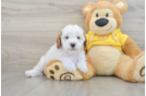 Sweet Cavapoo Baby