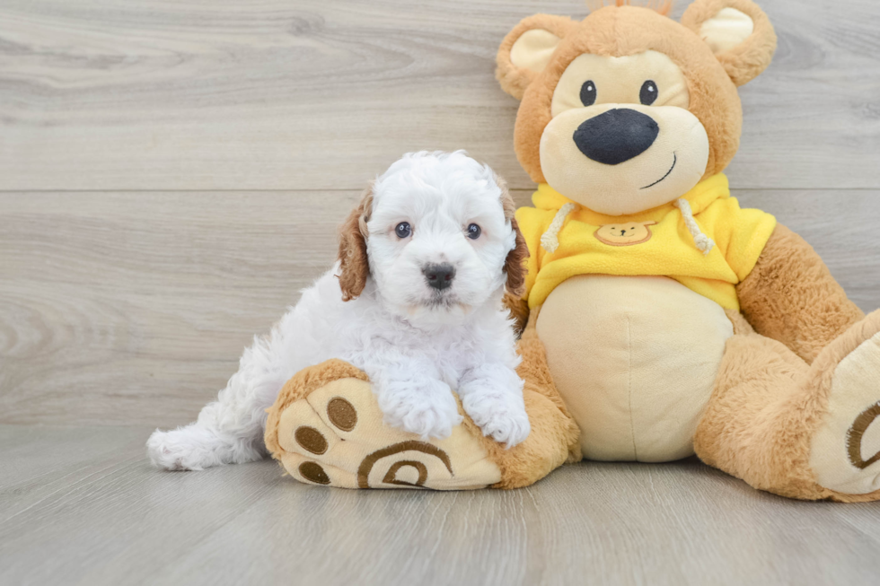 Sweet Cavapoo Baby