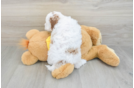 Cavapoo Puppy for Adoption