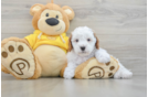 Sweet Cavapoo Baby