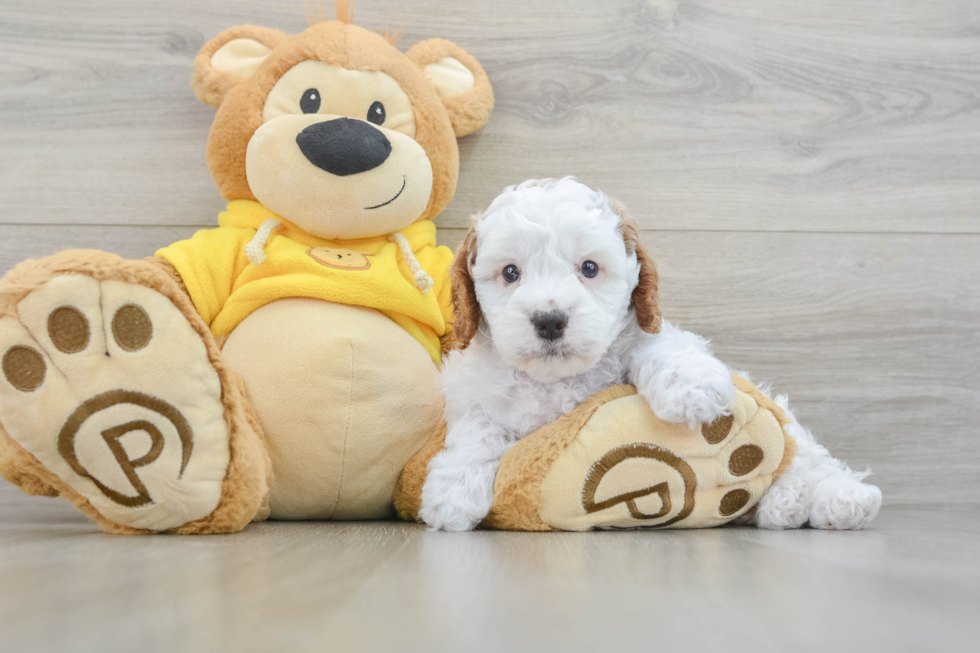 Sweet Cavapoo Baby