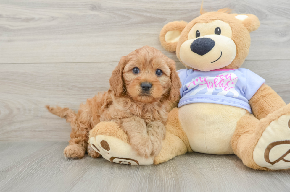 6 week old Cavapoo Puppy For Sale - Lone Star Pups