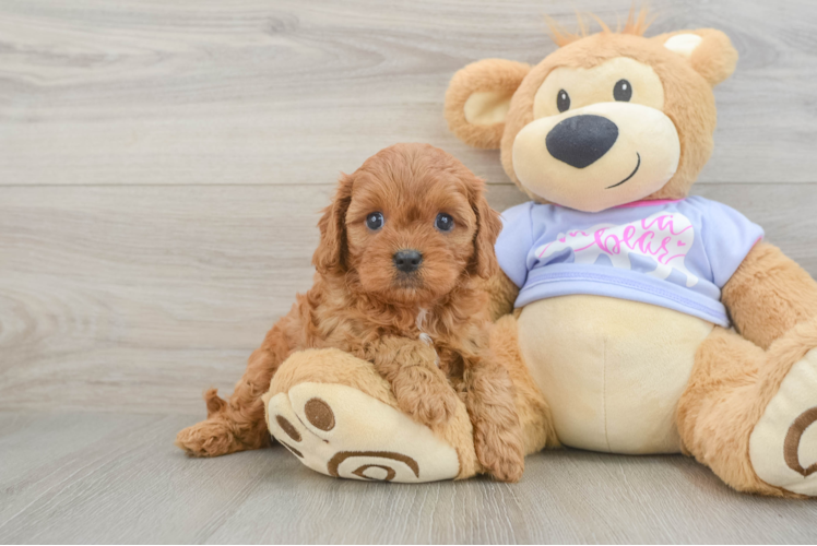 Cavapoo Puppy for Adoption