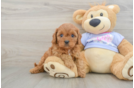 Cavapoo Puppy for Adoption