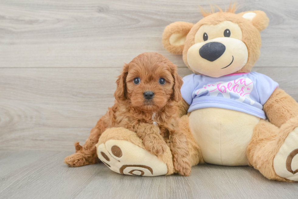 Cavapoo Puppy for Adoption