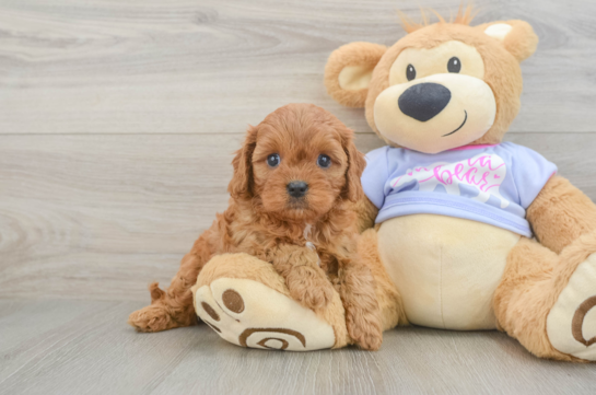 Cavapoo Puppy for Adoption