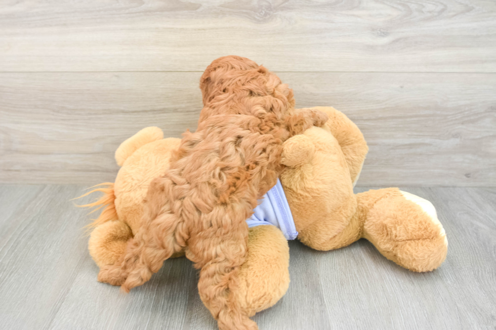 Fluffy Cavapoo Poodle Mix Pup
