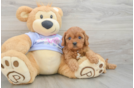 Smart Cavapoo Poodle Mix Pup