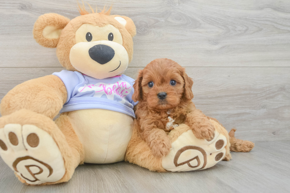 Smart Cavapoo Poodle Mix Pup