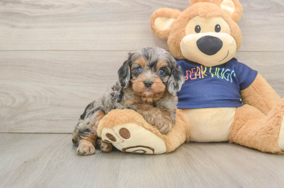 6 week old Cavapoo Puppy For Sale - Lone Star Pups